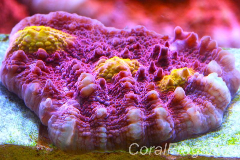 Echinophyllia Iron Man,Pink with orange Mouths