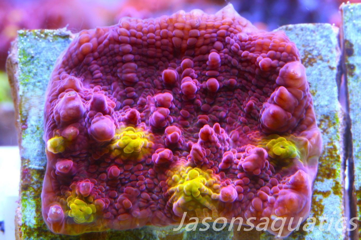 Echinophyllia Iron Man, Pink with Orange Mouths Frag A Echinophyllia Iron Man, Pink with Orange Mouths Frag A