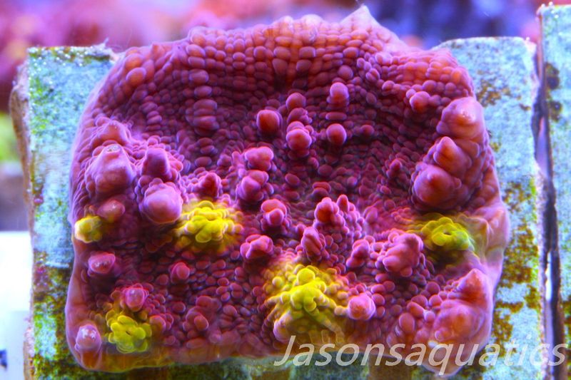 Echinophyllia Iron Man, Pink with Orange Mouths Frag A