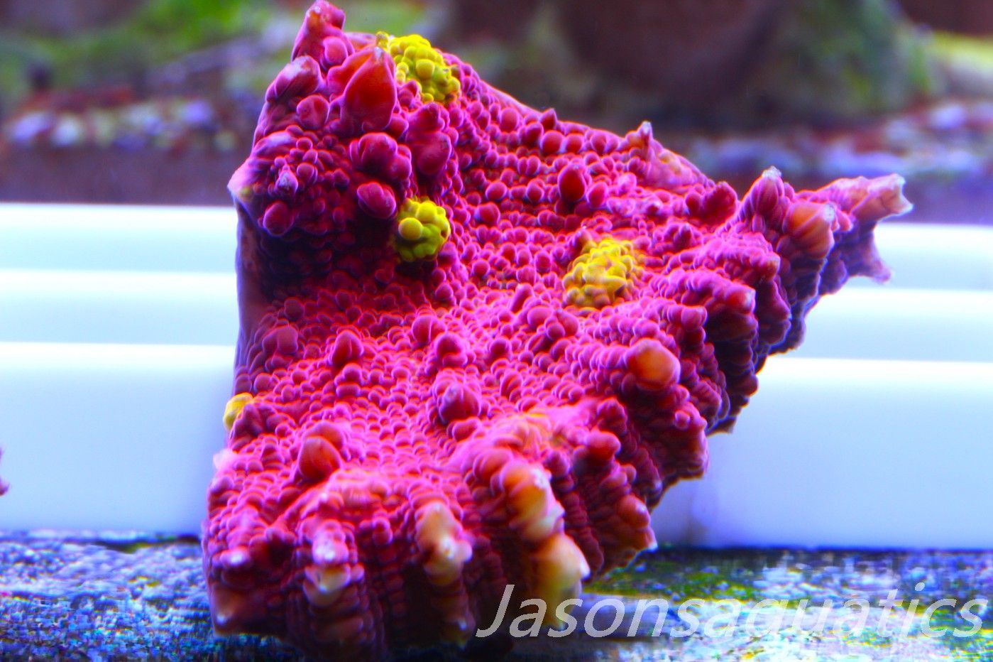 Echinophyllia Iron Man, Pink with Orange Mouths Frag A