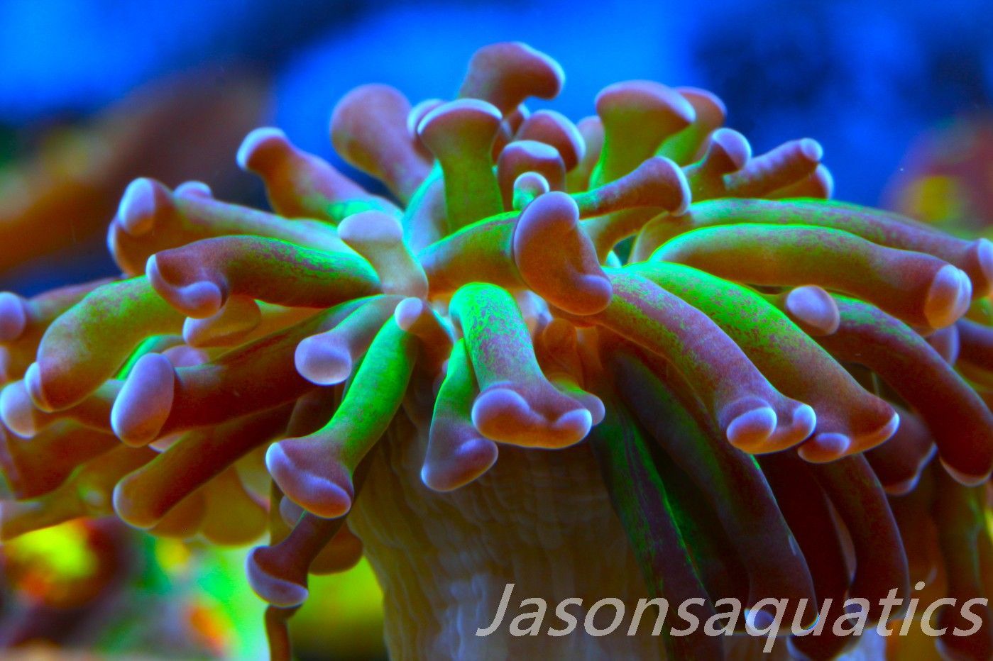 Euphyllia, Branching Hammer, Green with Purple Tips Frag A