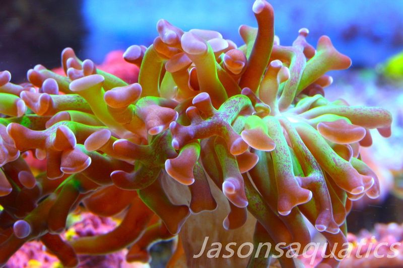Euphyllia, Branching Hammer, Green with Purple Tips Frag A