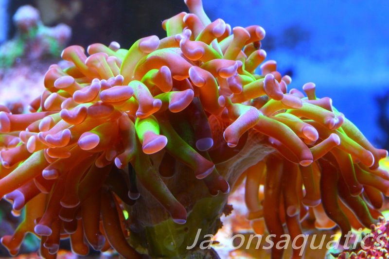 Euphyllia, Branching Hammer, Green with Purple Tips Frag A