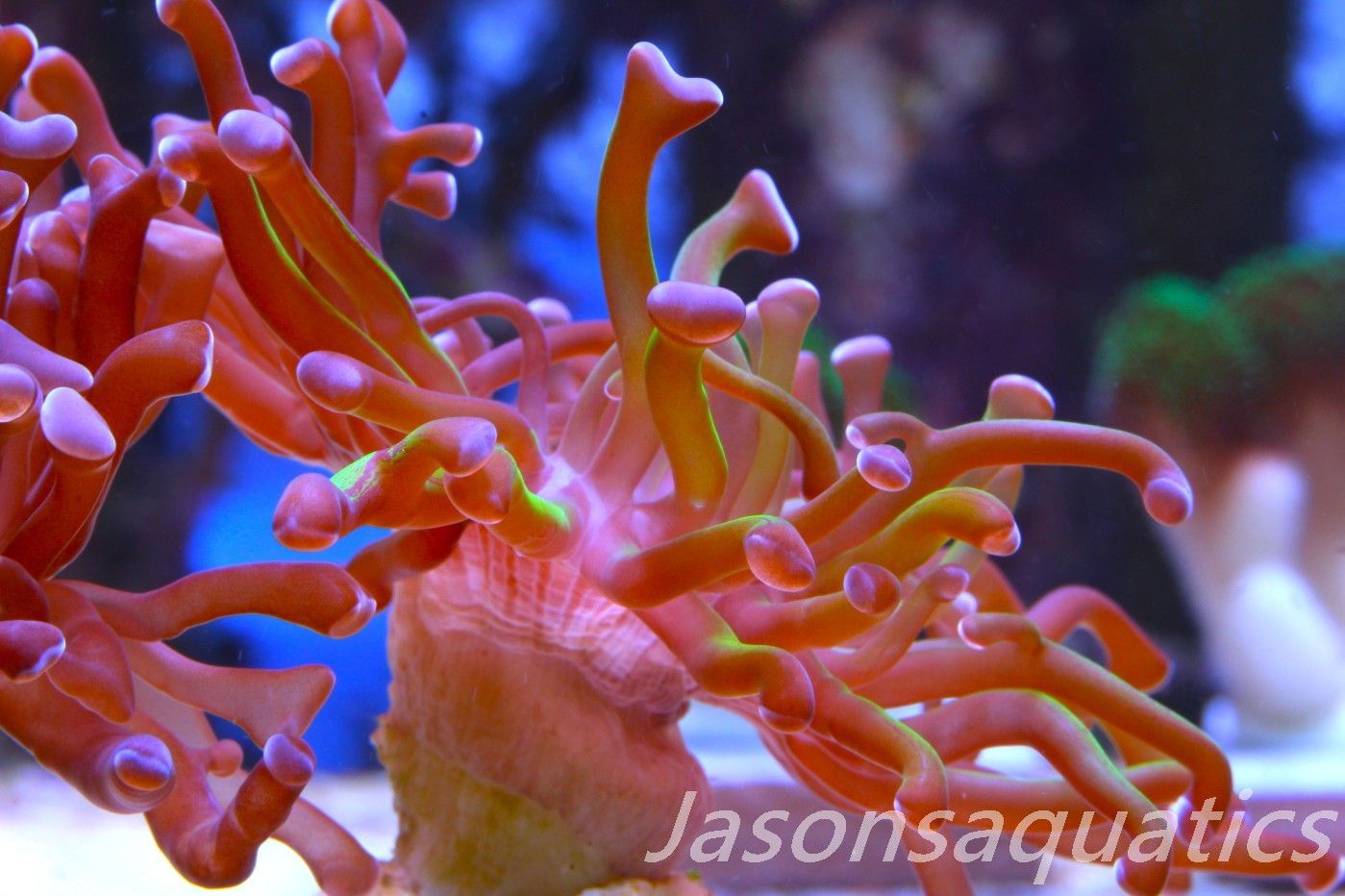Euphyllia, Branching Hammer, Green with Purple Tips Frag A