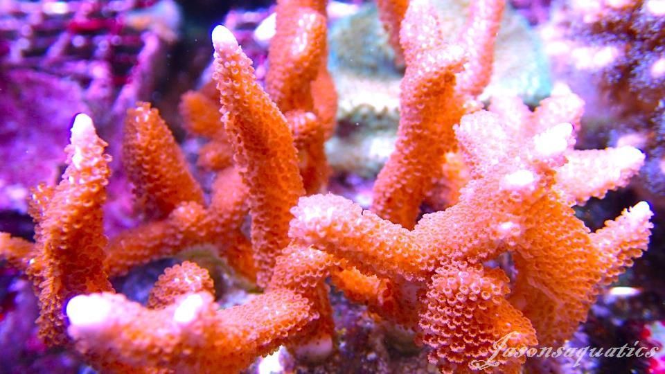 Montipora,Bright orange Digitata Montipora,Bright orange Digitata