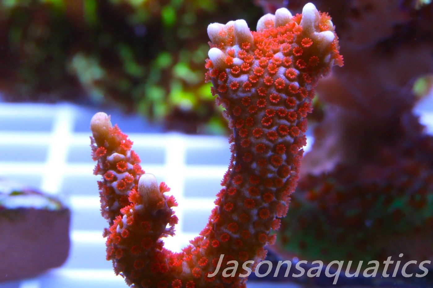 Montipora, Bright Orange Digitata Frag A Montipora, Bright Orange Digitata Frag A