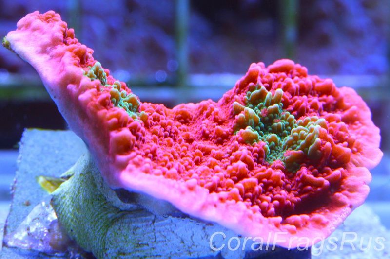 Montipora Capricornis,Grafted Sunfire