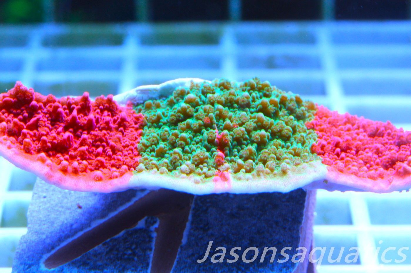 Montipora Capricornis, Grafted Sunfire Frag A Montipora Capricornis, Grafted Sunfire Frag A