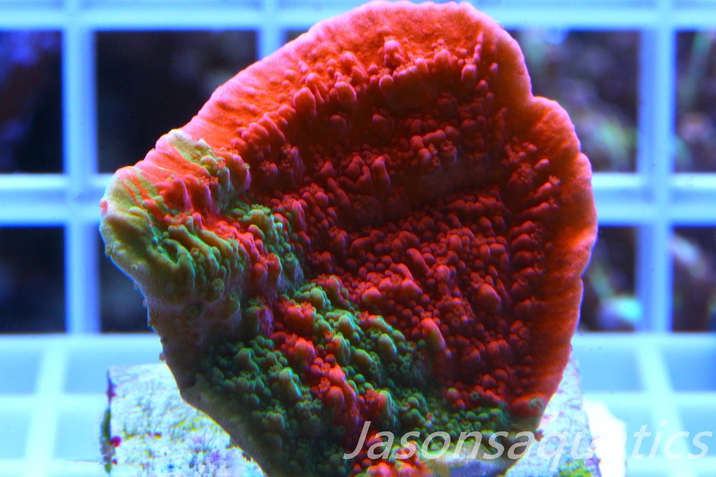 Montipora Capricornis, Grafted Sunfire Frag A Montipora Capricornis, Grafted Sunfire Frag A