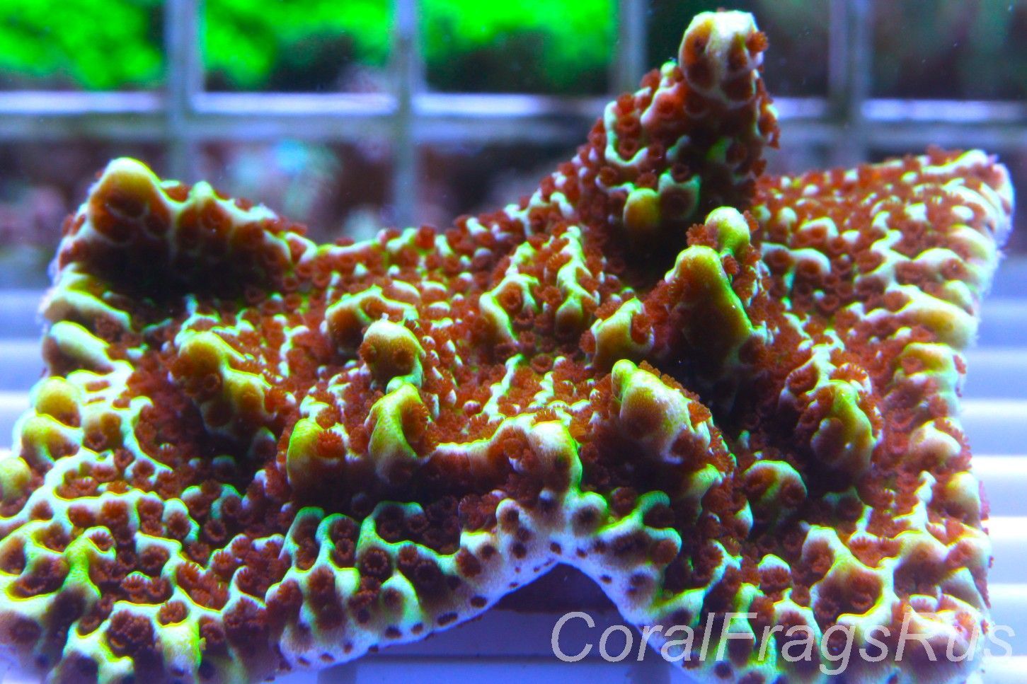 Montipora Confusa