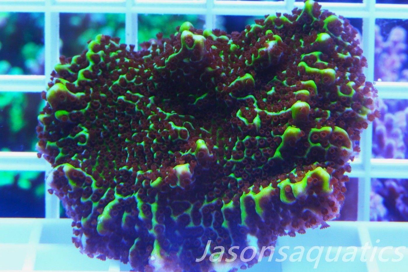 Montipora Confusa Frag A Montipora Confusa Frag A