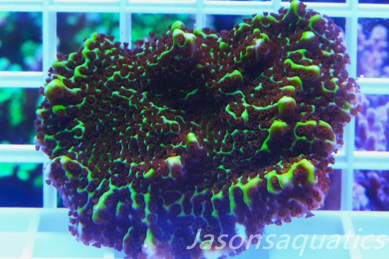 Montipora Confusa Frag A