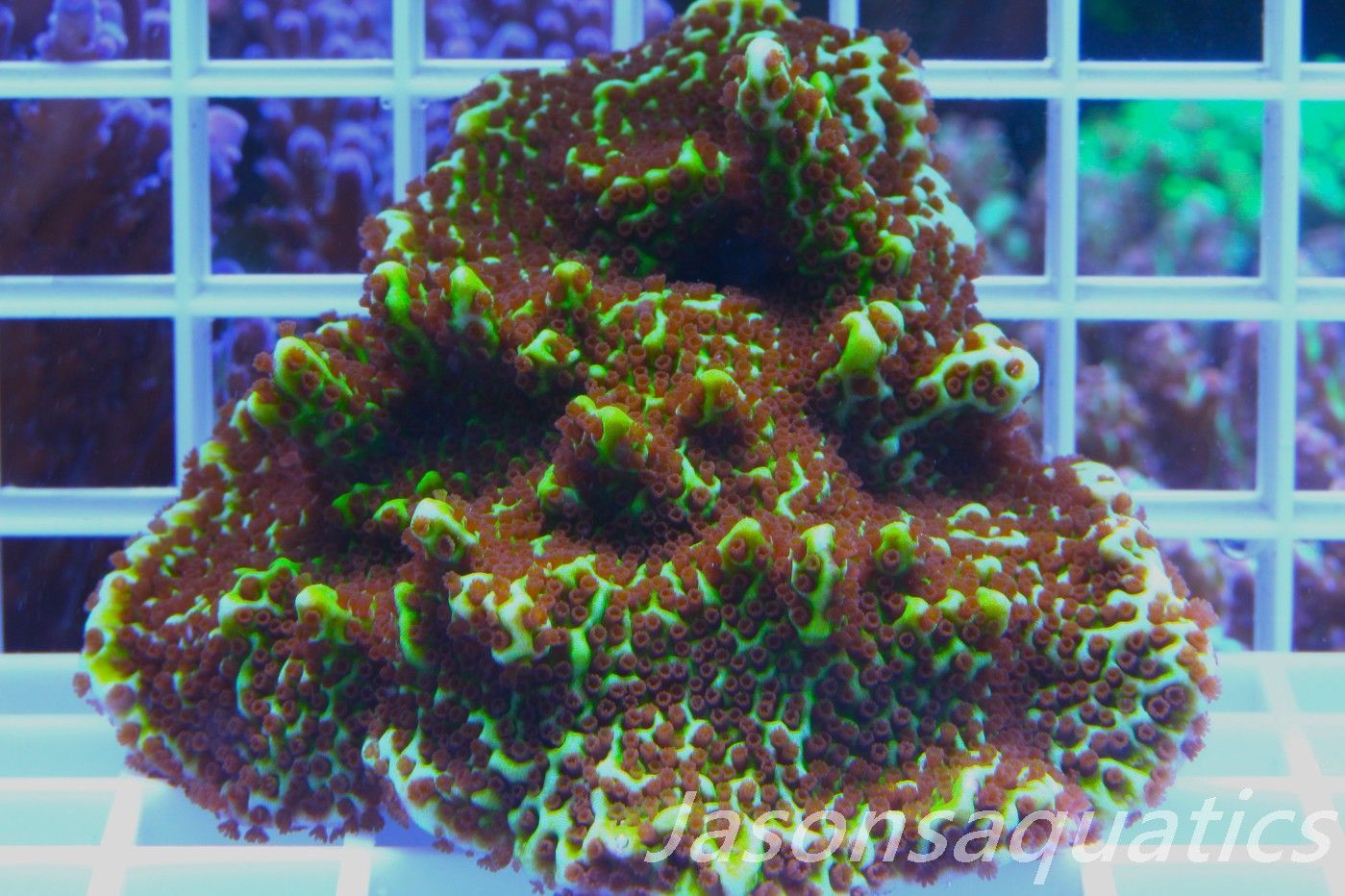 Montipora Confusa (Colony Size) Frag A Montipora Confusa (Colony Size) Frag A