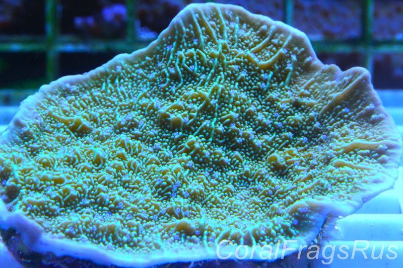 Montipora flower petal