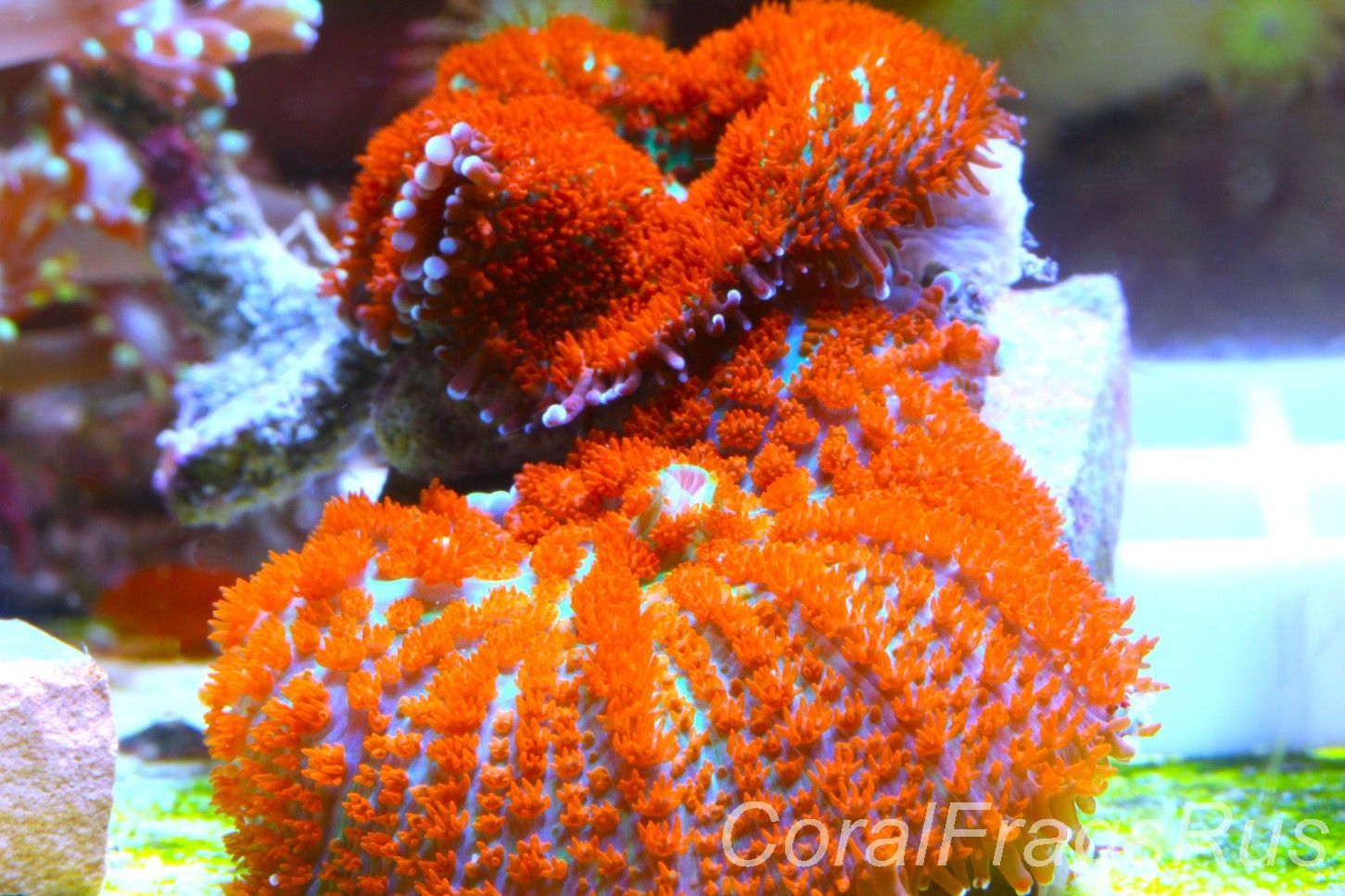 Mushrooms, Forest Fire Rhodactis