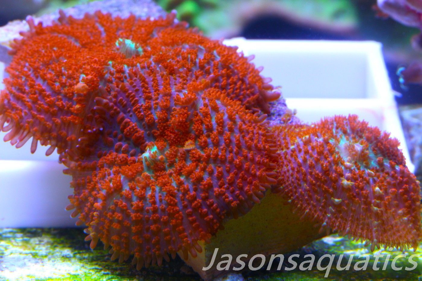Mushrooms, Forest Fire Rhodactis Frag A Mushrooms, Forest Fire Rhodactis Frag A