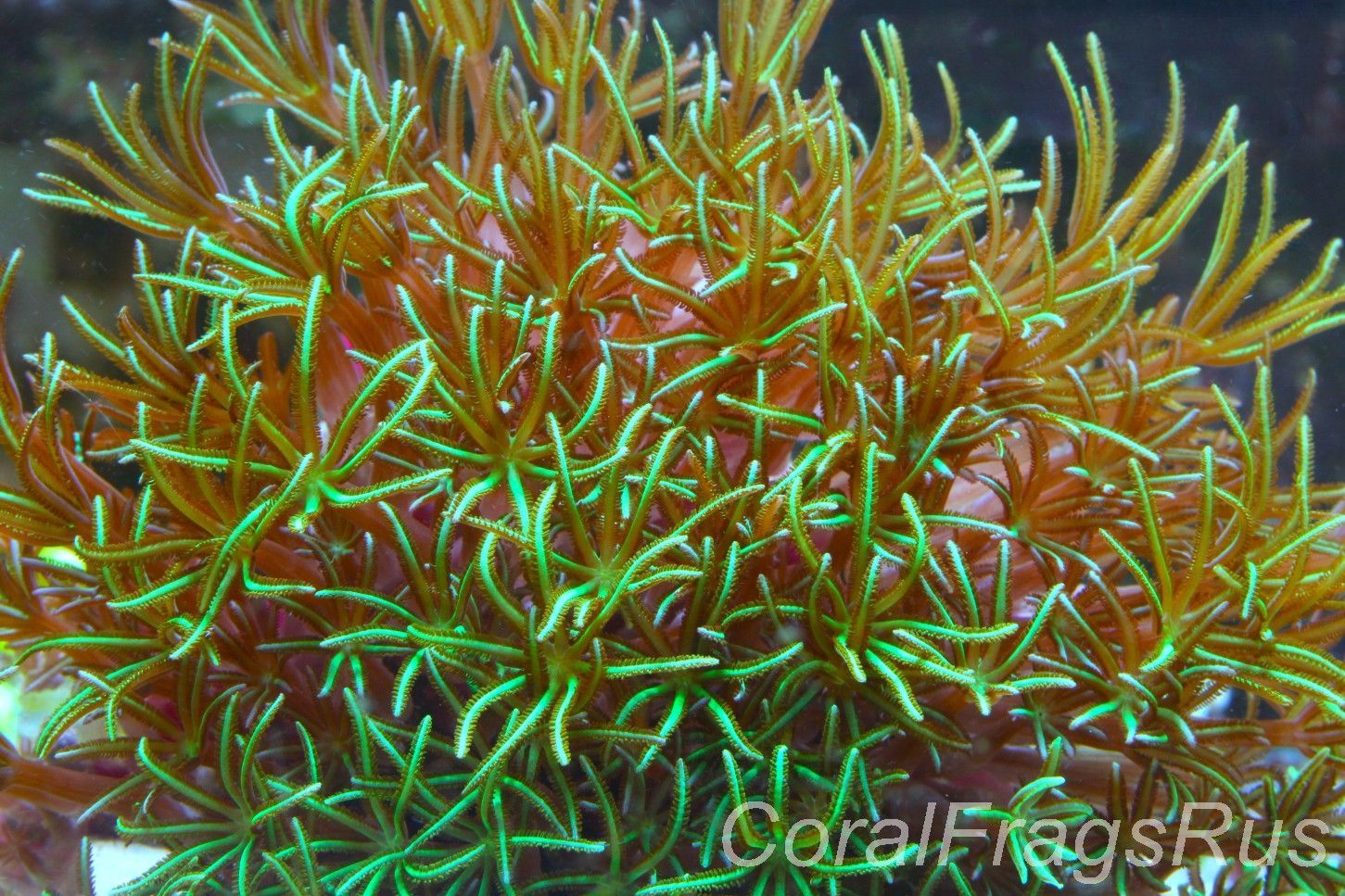 Organ Pipe coral (Tubipora musica)