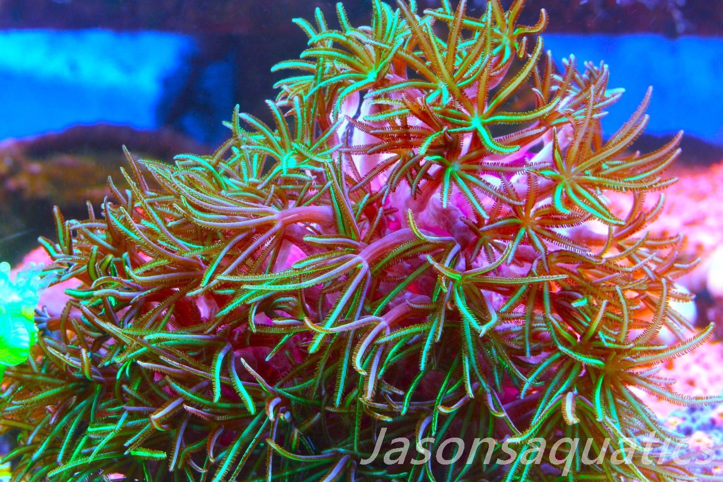 Organ Pipe Coral (Tubipora Musica) Frag A