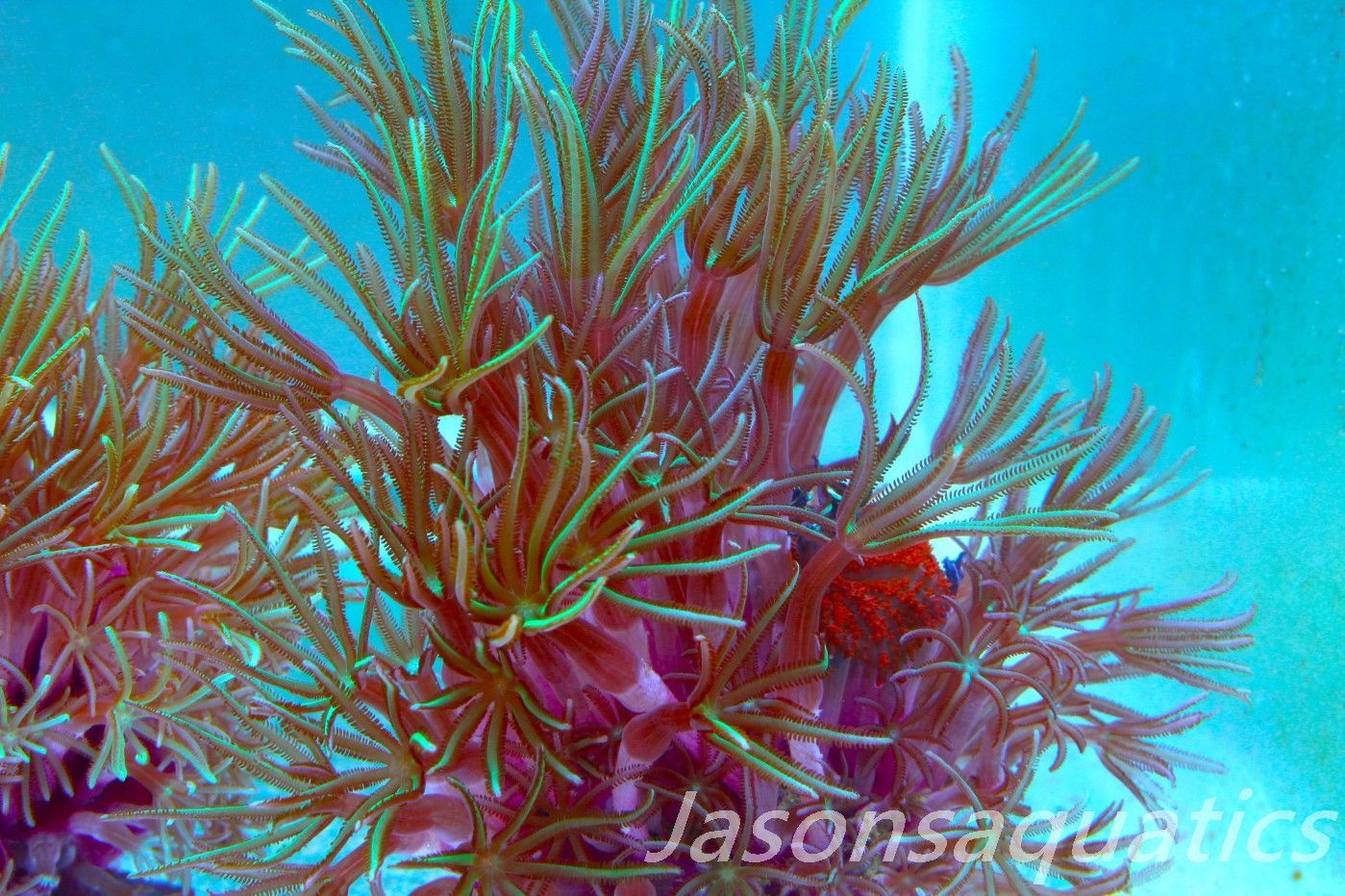 Organ Pipe Coral (Tubipora Musica) Frag A Organ Pipe Coral (Tubipora Musica) Frag A