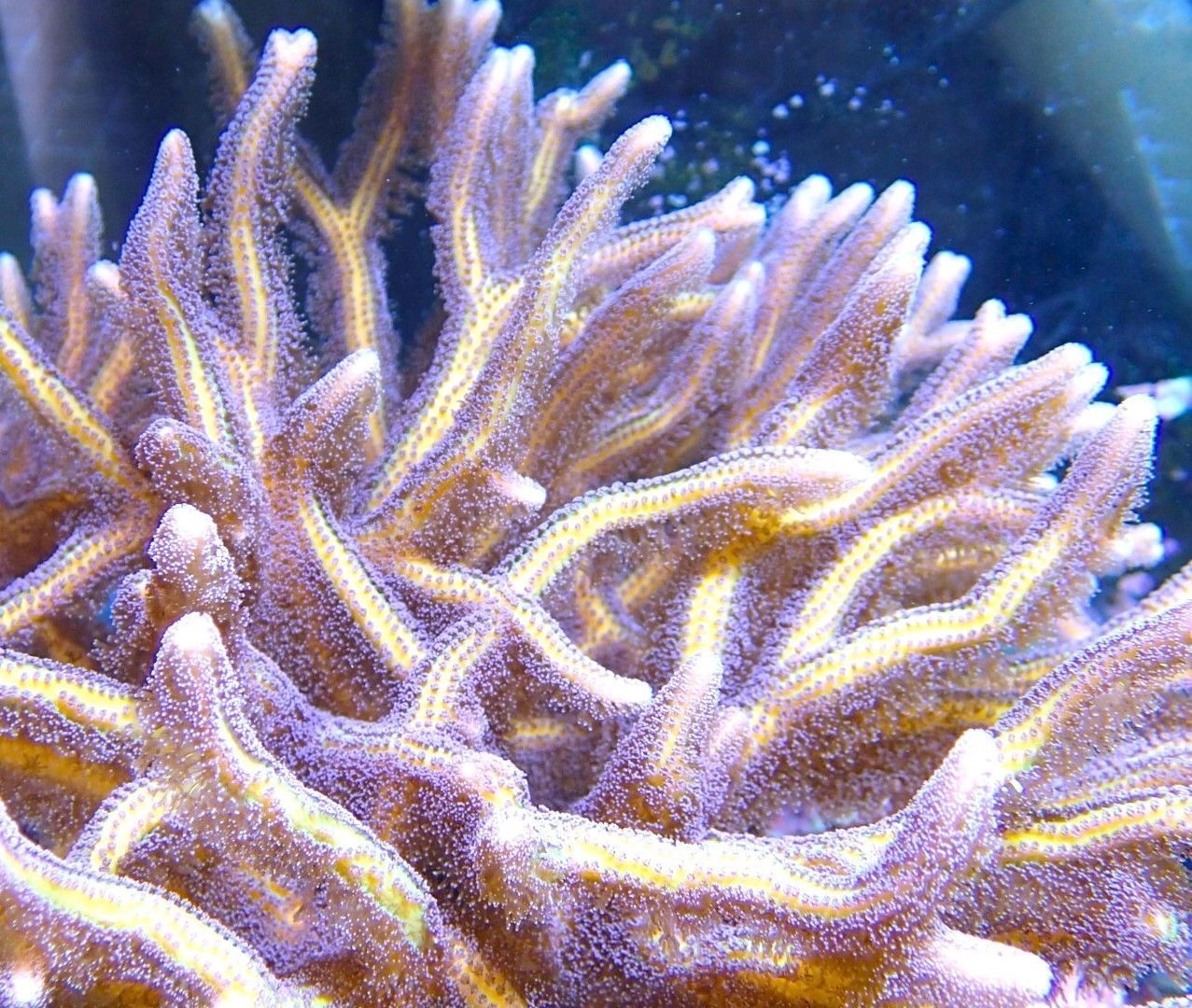 Seriatopora Caliendrum,Bird of Paradise