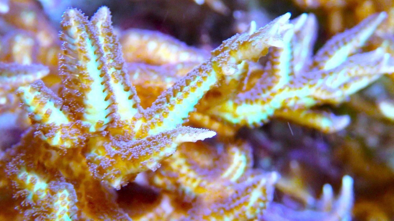 Seriatopora Lime Berry Hystrix (birds nest) Seriatopora Lime Berry Hystrix (birds nest)