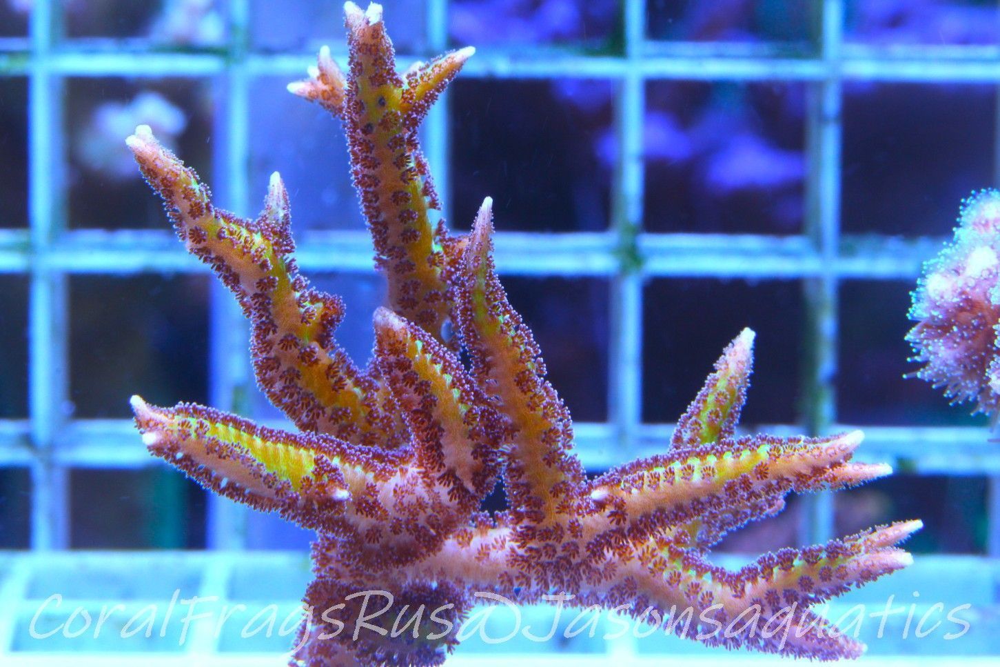 Seriatopora Lime Berry Hystrix (Birds Nest) Frag A