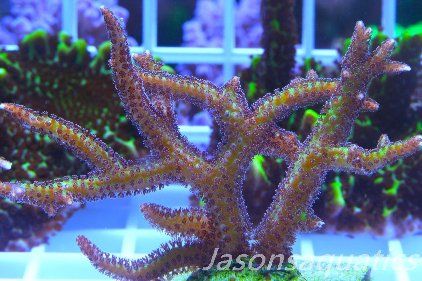 Seriatopora Lime Berry Hystrix (Birds Nest) Frag A Seriatopora Lime Berry Hystrix (Birds Nest) Frag A