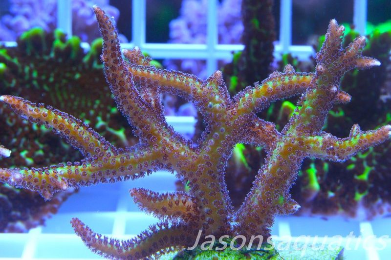 Seriatopora Lime Berry Hystrix (Birds Nest) Frag A