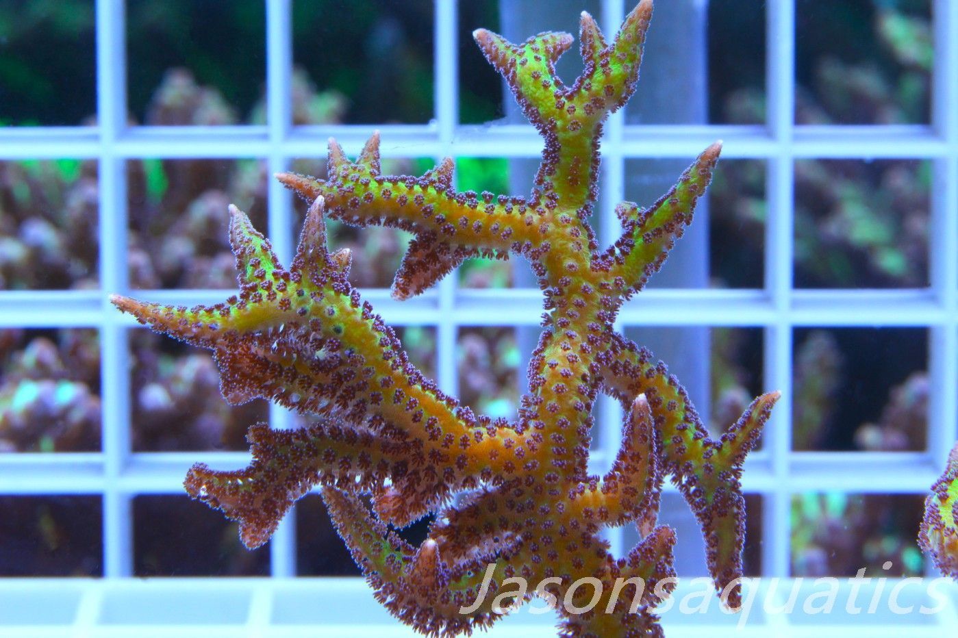 Seriatopora Lime Berry Hystrix (Birds Nest) Frag A Seriatopora Lime Berry Hystrix (Birds Nest) Frag A