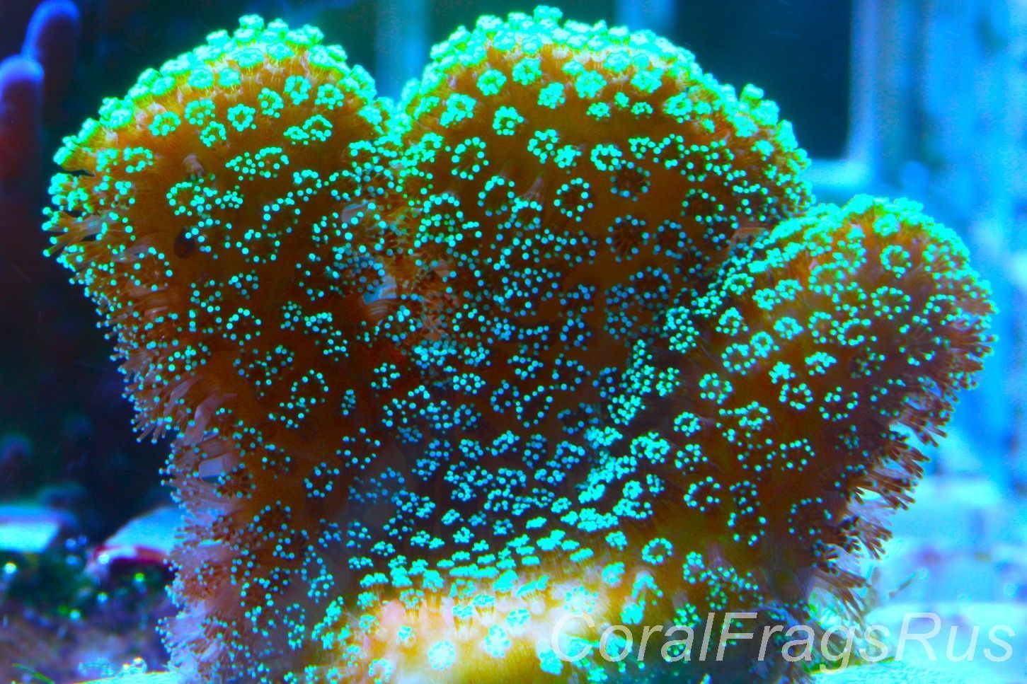 Stylophora,Fiber Optic Stylo