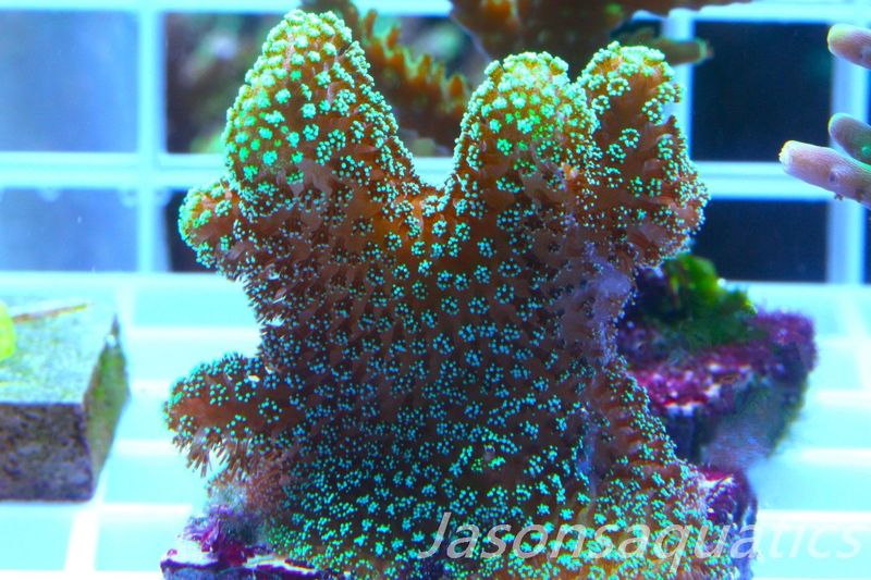 Stylophora, Fiber Optic Stylo Frag A