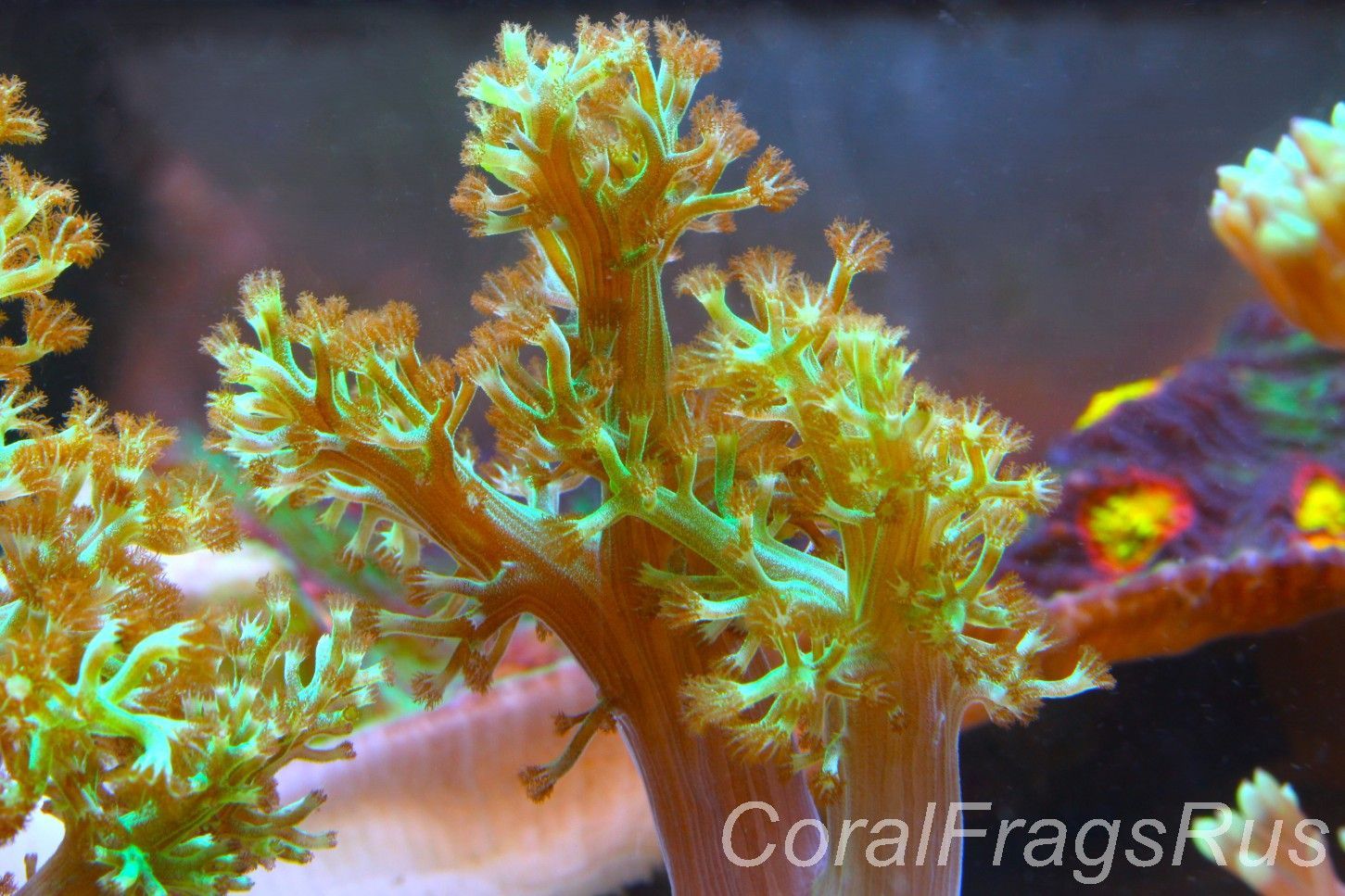 Ultra Green Capnella Leather coral