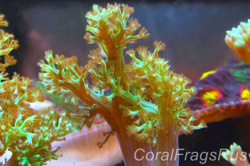 Ultra Green Capnella Leather coral