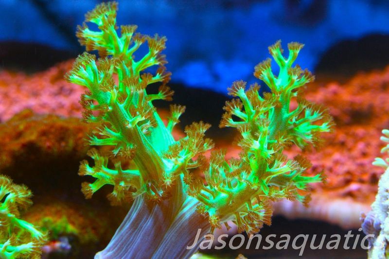 Ultra Green Capnella Leather Coral Frag A