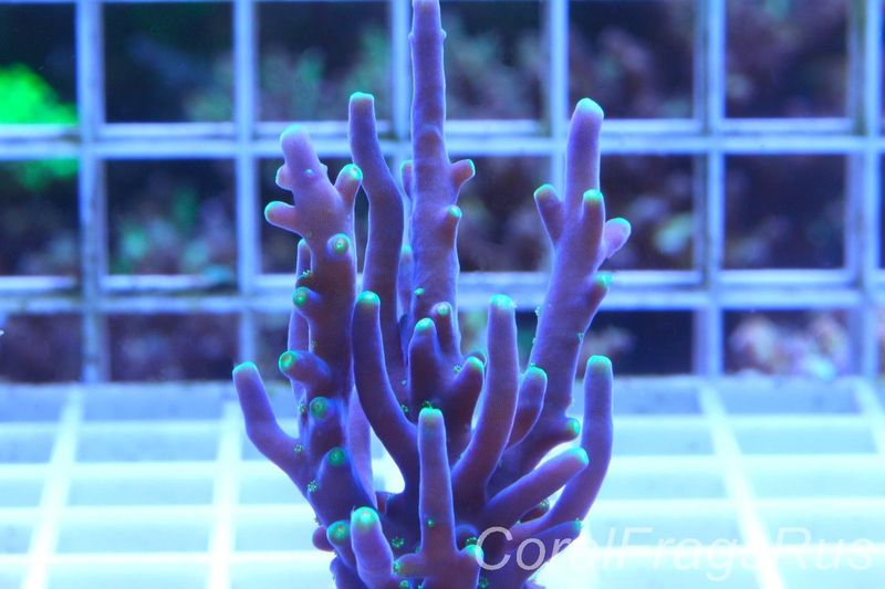 Acropora Carduus (AKA Marias Purple Beacon)