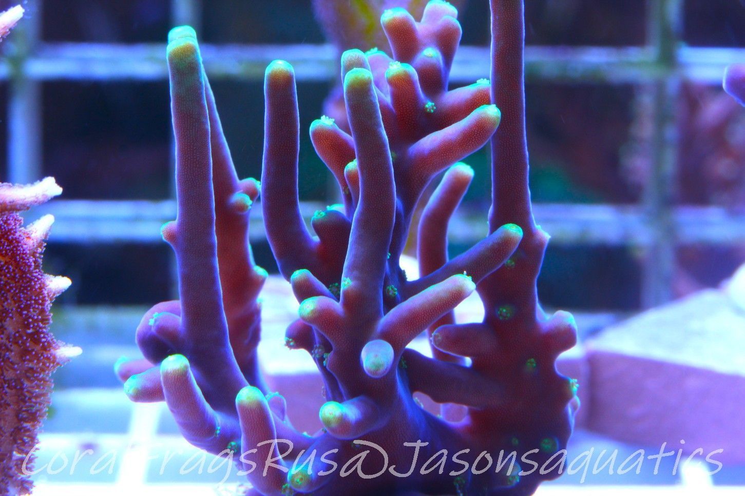 Acropora Carduus AKA Marias Purple Beacon Frag A