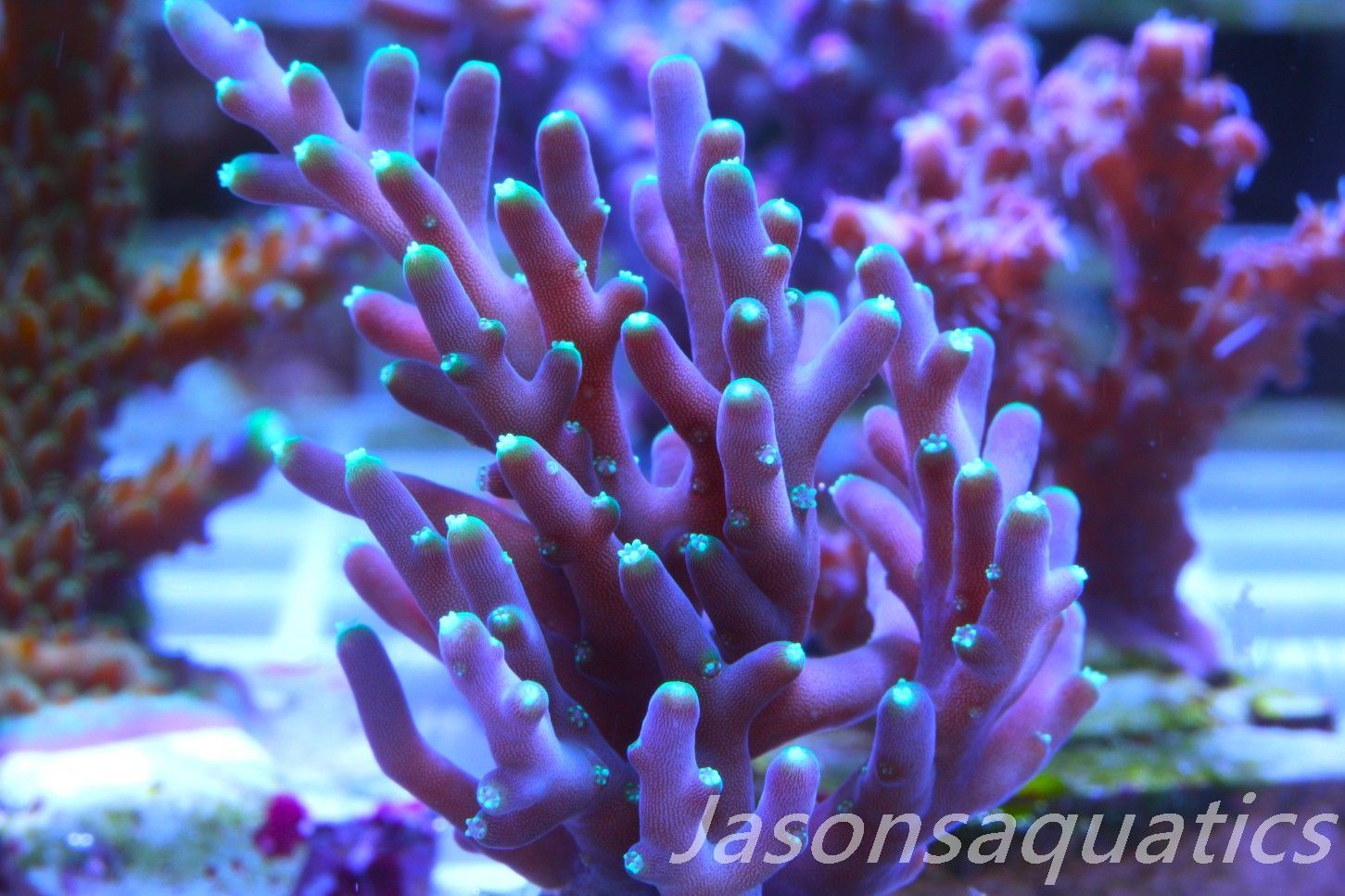 Acropora Carduus AKA Marias Purple Beacon Frag A