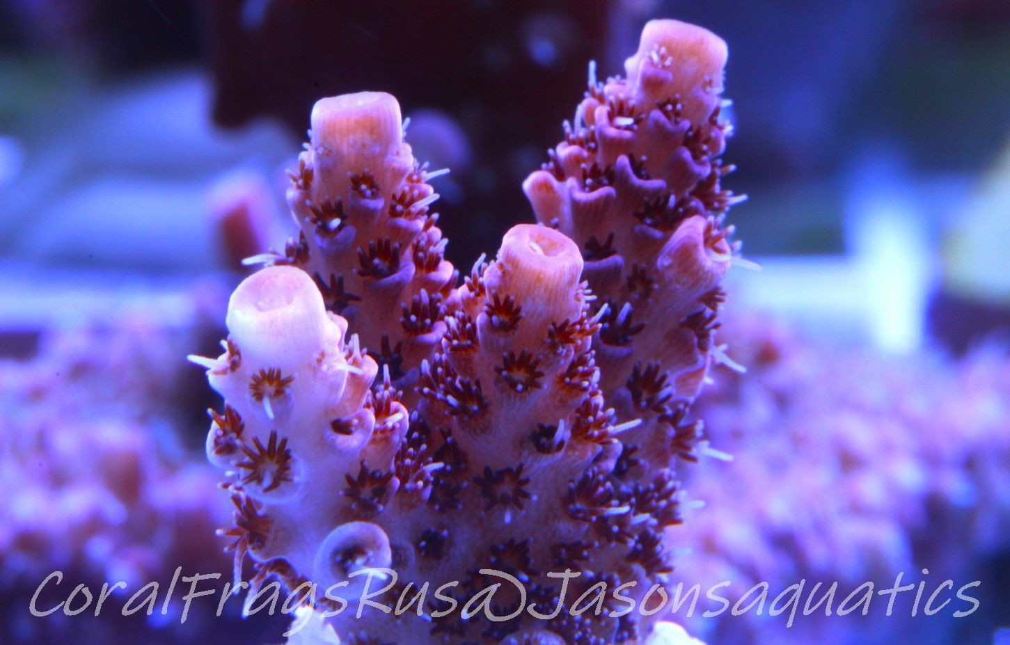 Acropora Hyacinthus Pink Table Acro Frag A