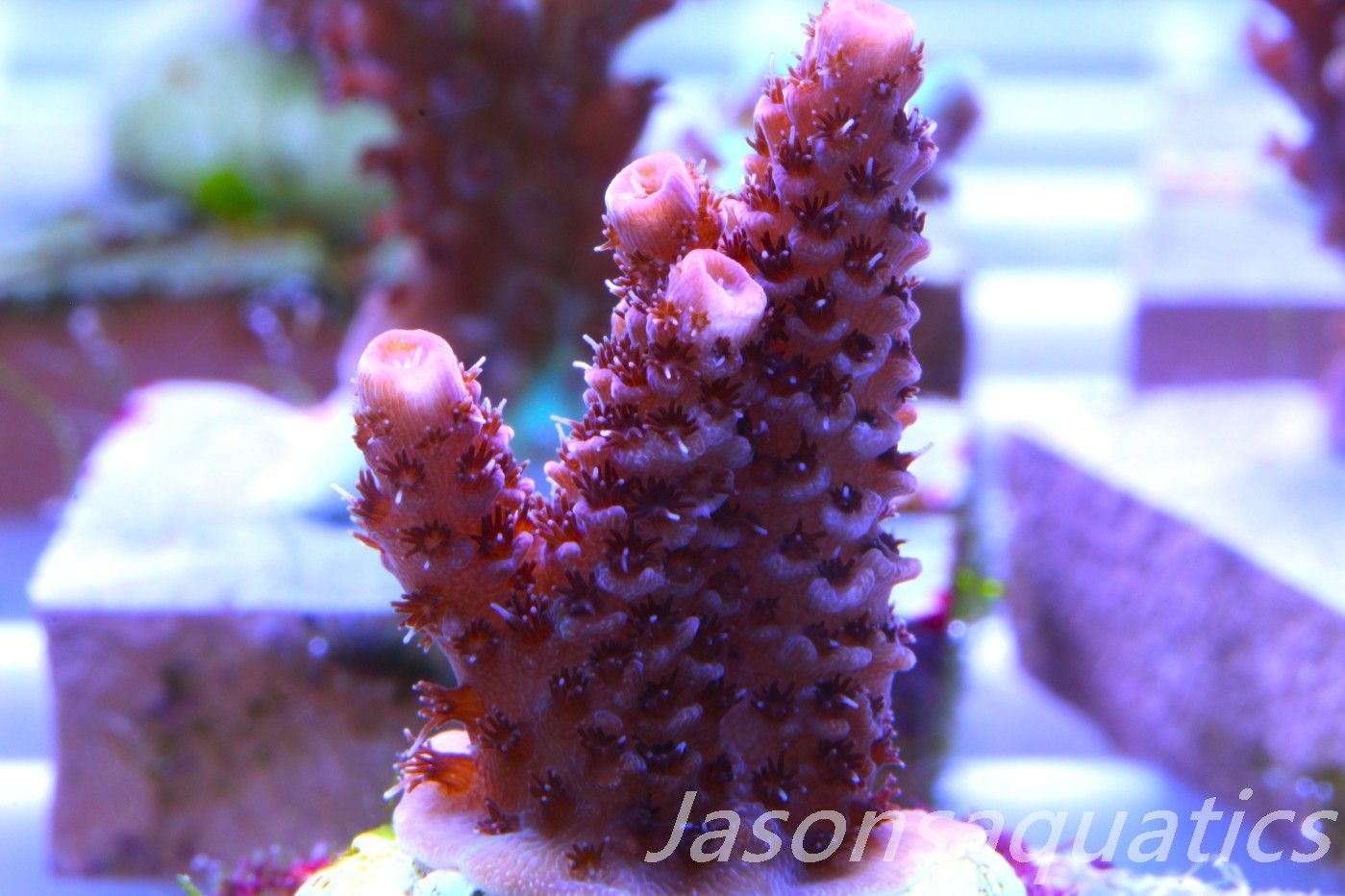 Acropora Hyacinthus Pink Table Acro Frag A