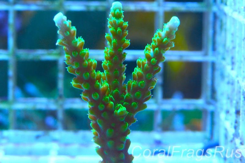 Acropora Lime In the Sky
