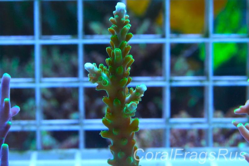 Acropora Lime In the Sky Frag A