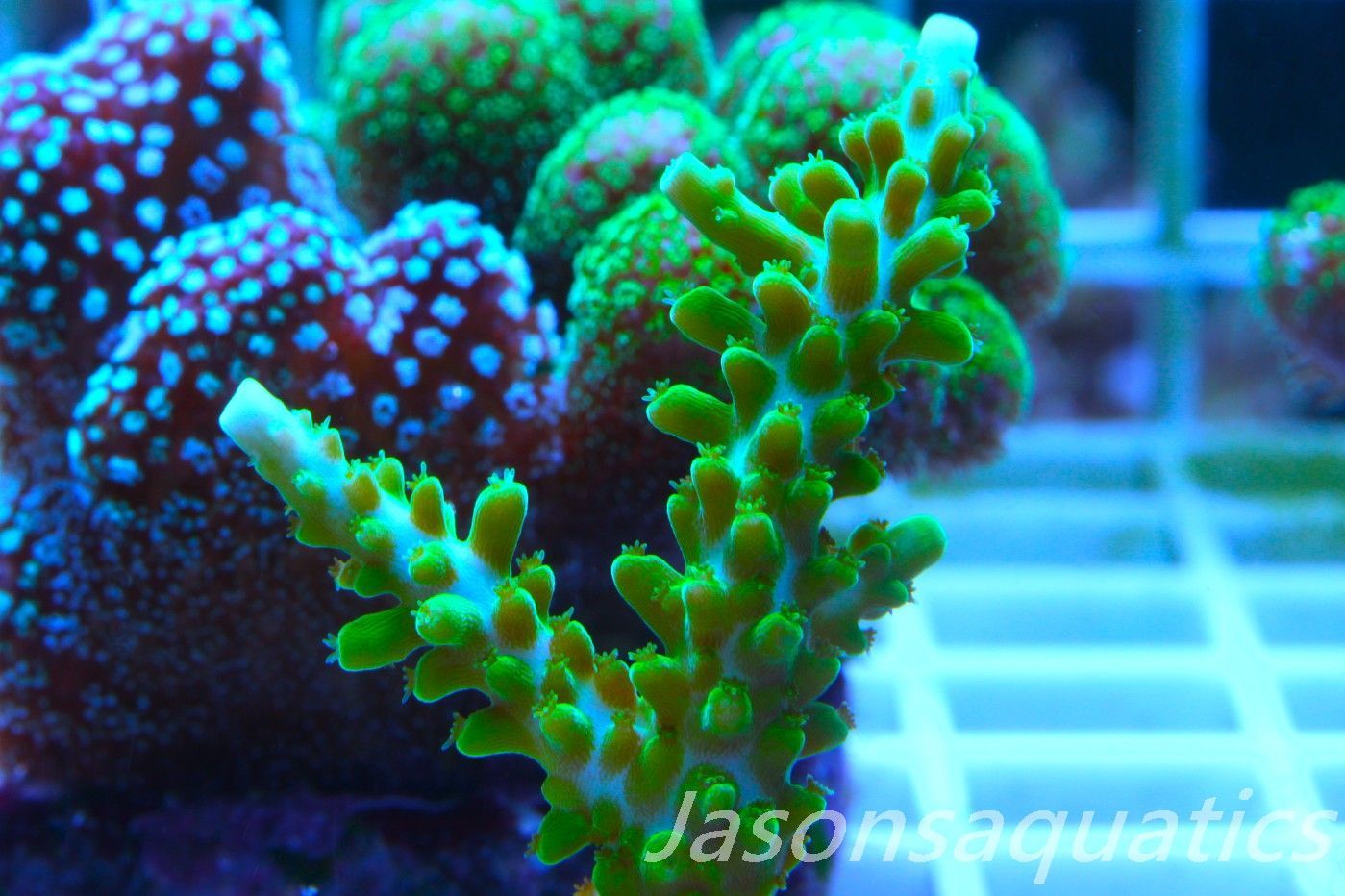 Acropora Lime In the Sky Frag A