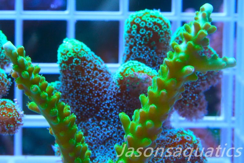 Acropora Lime In the Sky Frag A