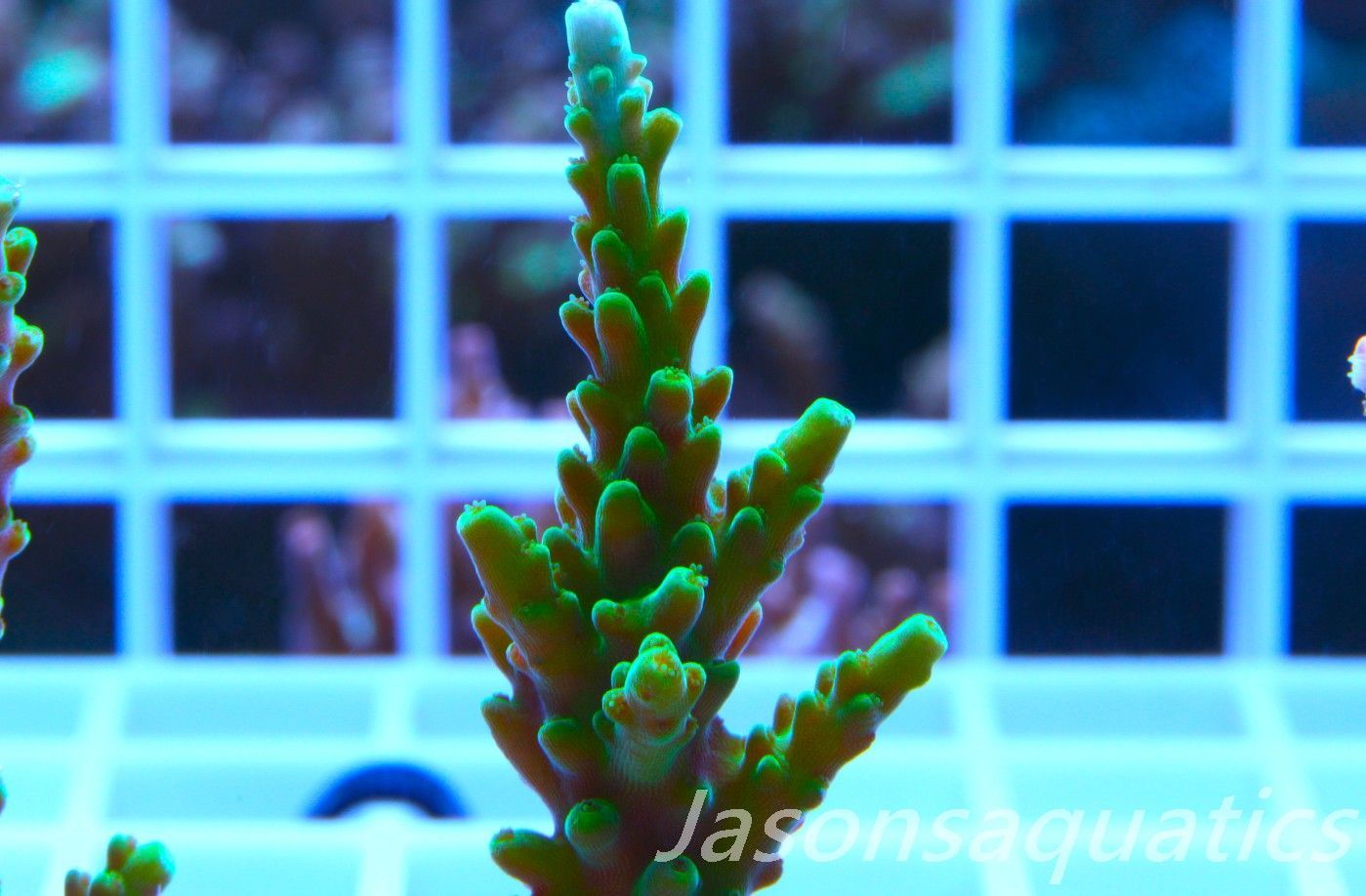Acropora Lime In the Sky Frag A
