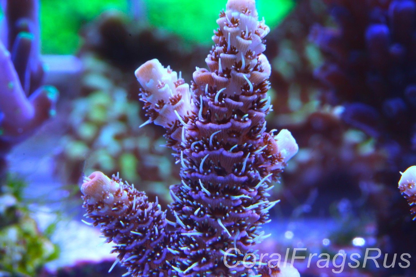 ​Acropora Millipora (Australian)