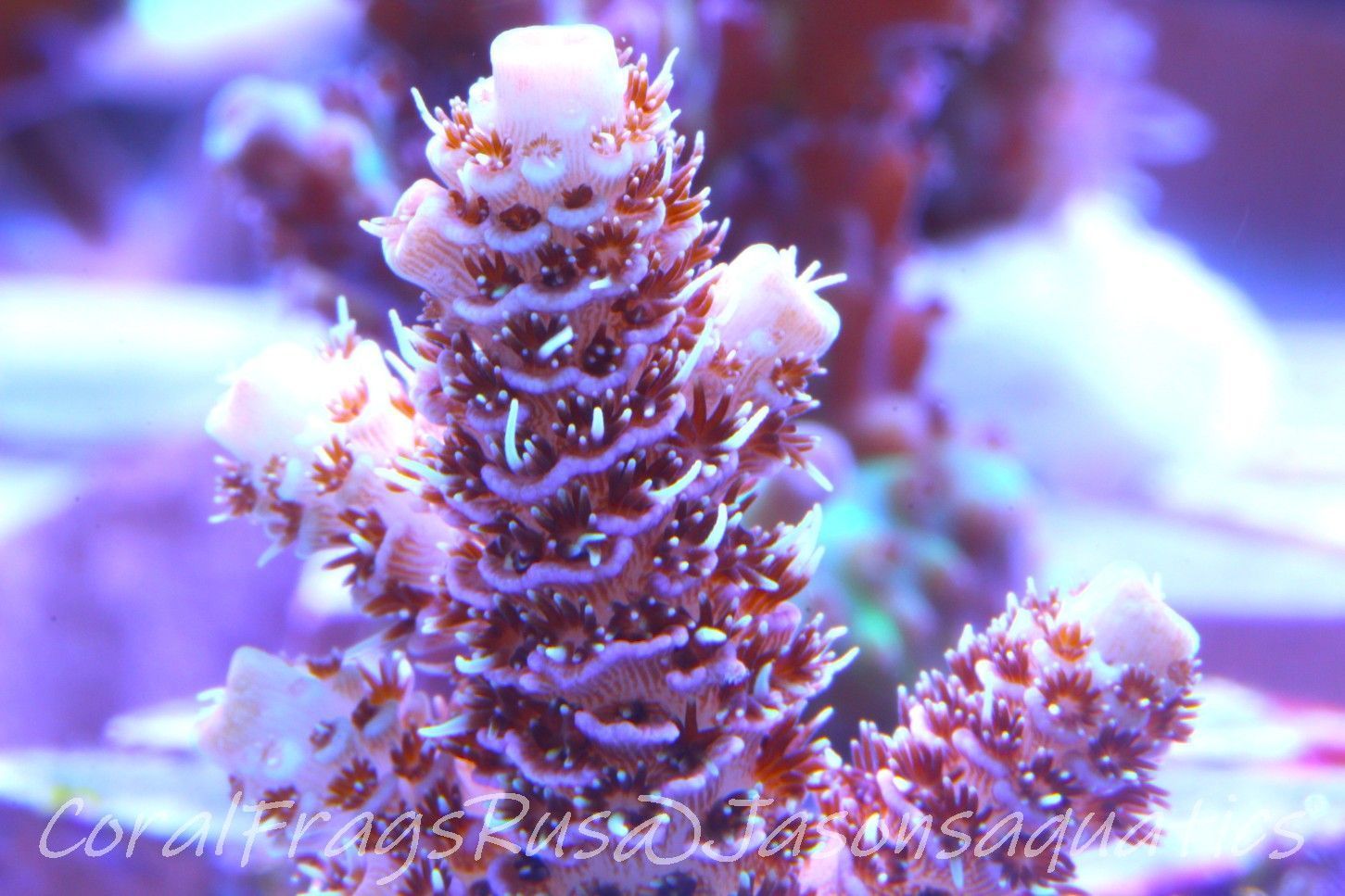​Acropora Millipora (Australian) Frag A