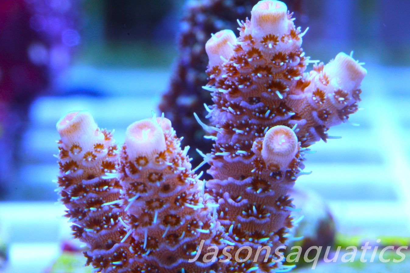 Acropora Millipora (Australian) Frag A Acropora Millipora (Australian) Frag A