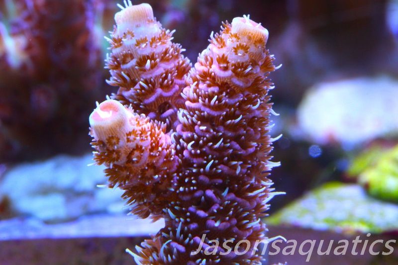​Acropora Millipora (Australian) Frag A