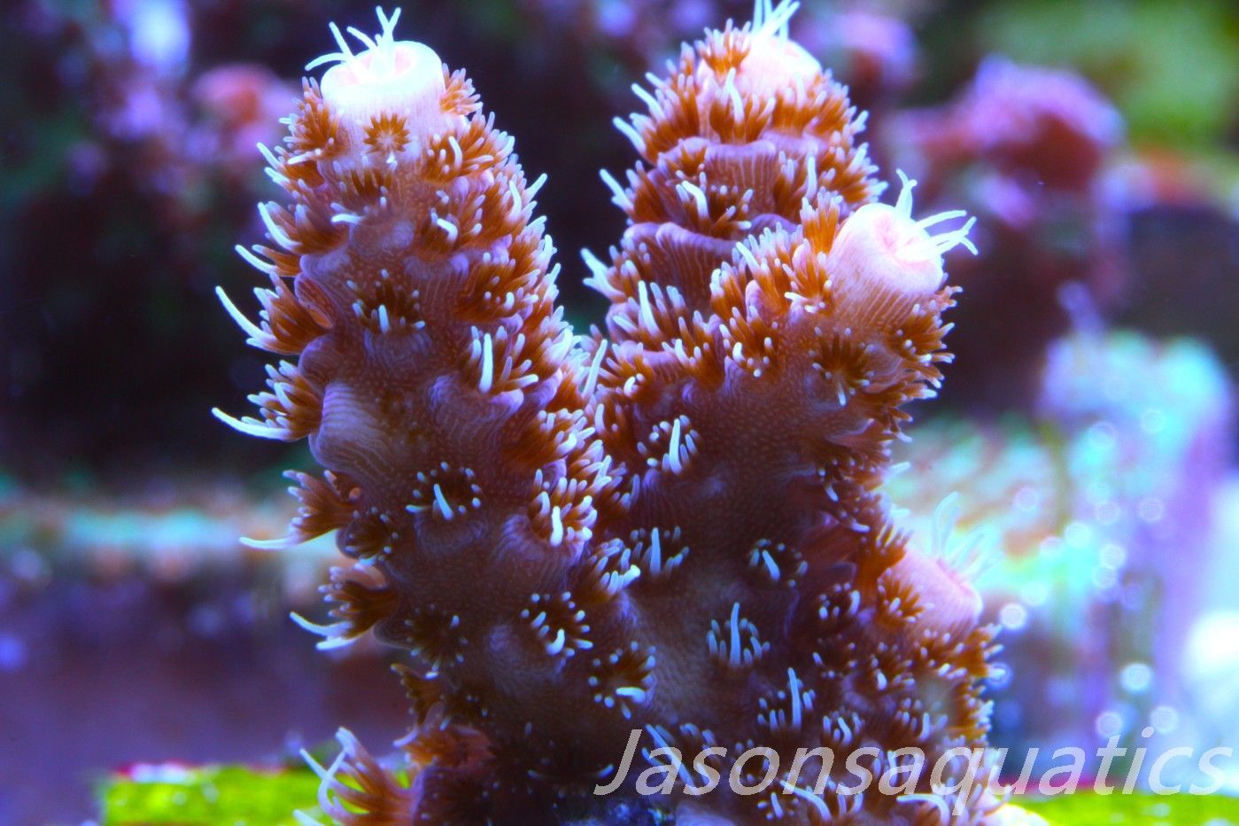 Acropora Millipora (Australian) Frag A Acropora Millipora (Australian) Frag A
