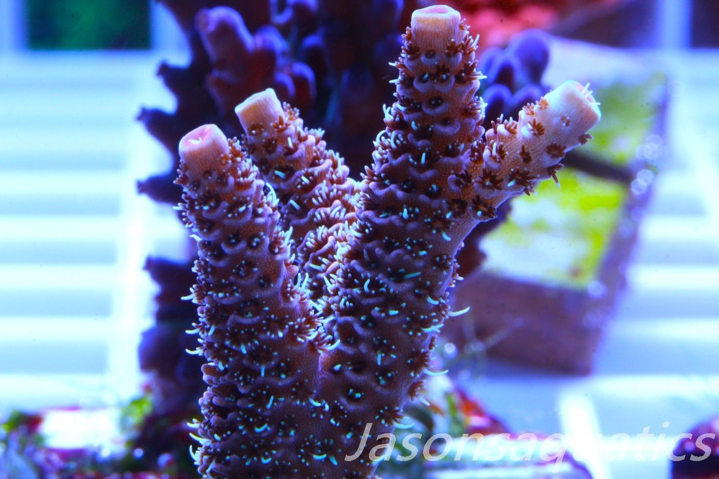 Acropora Millipora (Australian) Frag A Acropora Millipora (Australian) Frag A